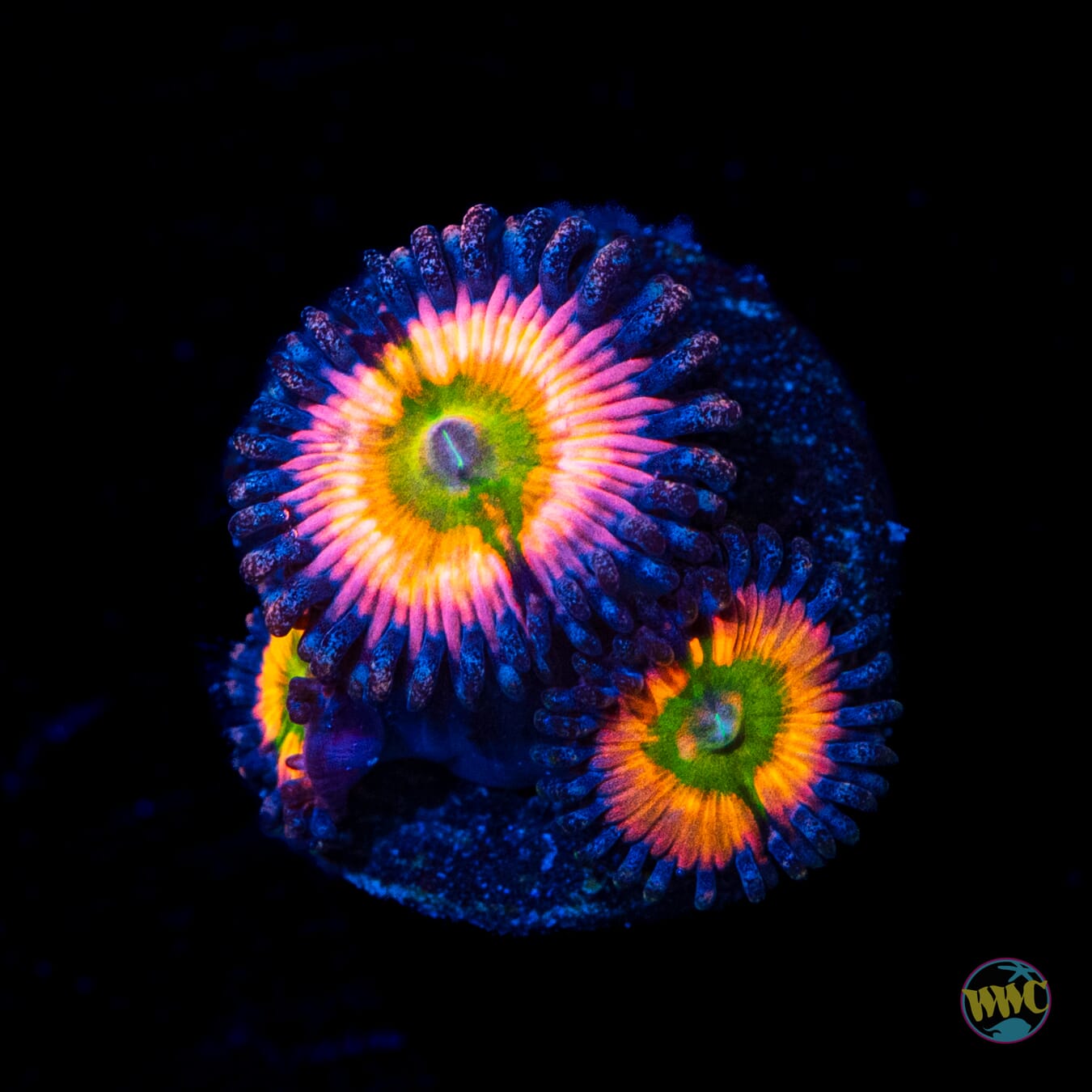 Tyree Rainbow Infusion Zoanthids