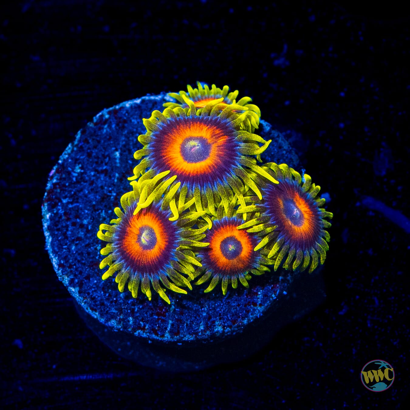 WWC Wildflower Zoanthids
