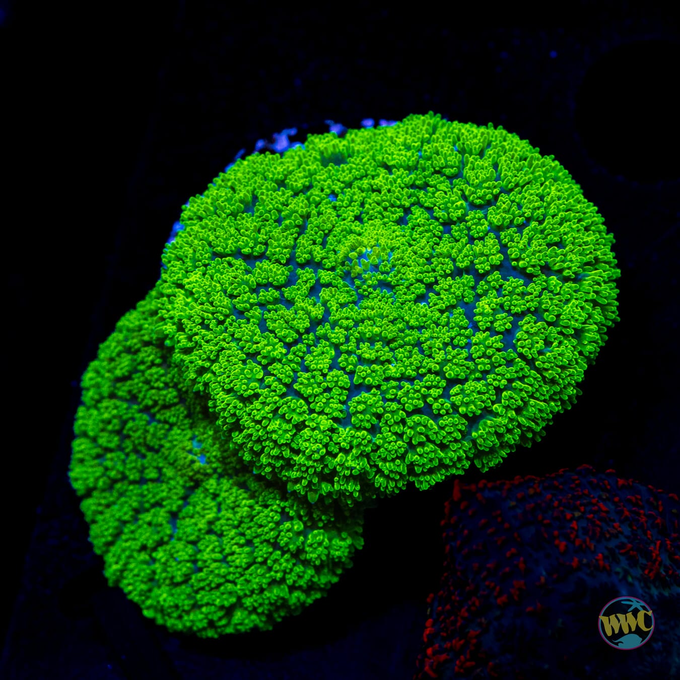 WWC Snakeskin Rhodactis Mushroom