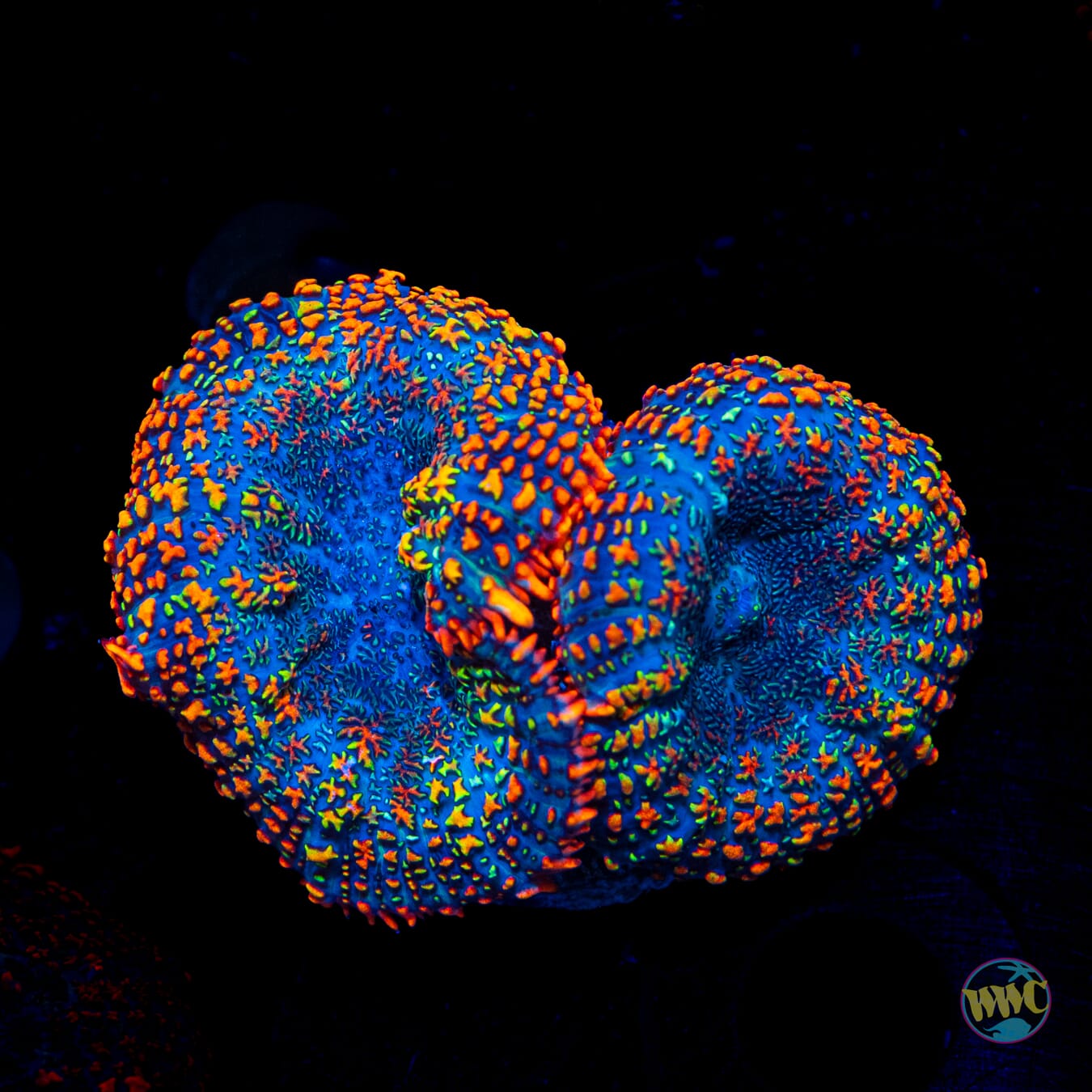 Maui Sunrise Rhodactis Mushroom