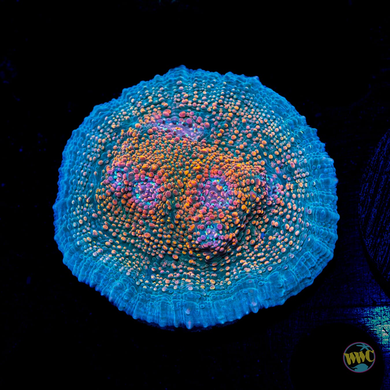 WWC Hologram Chalice