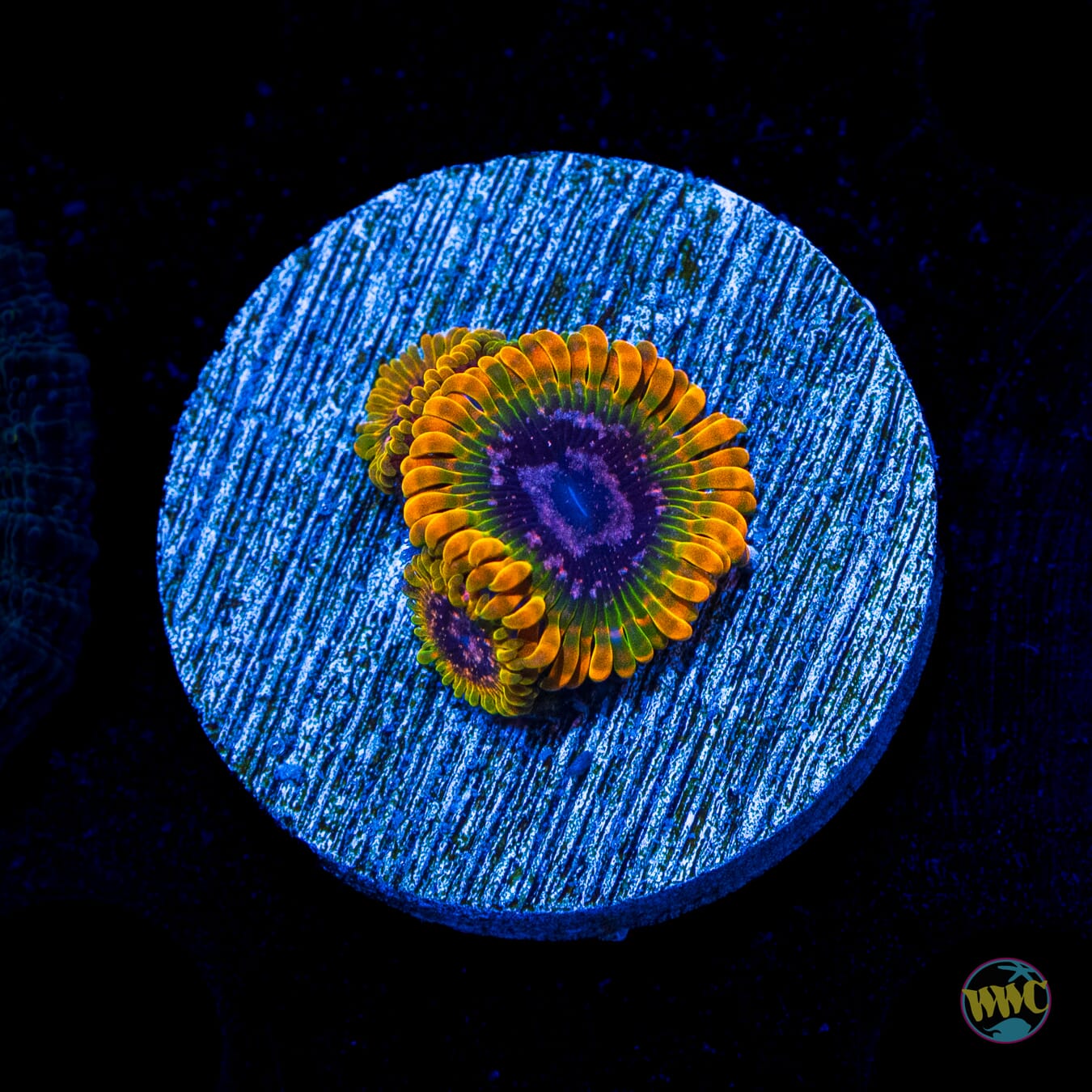Jason Fox Acid Reflux Zoanthids