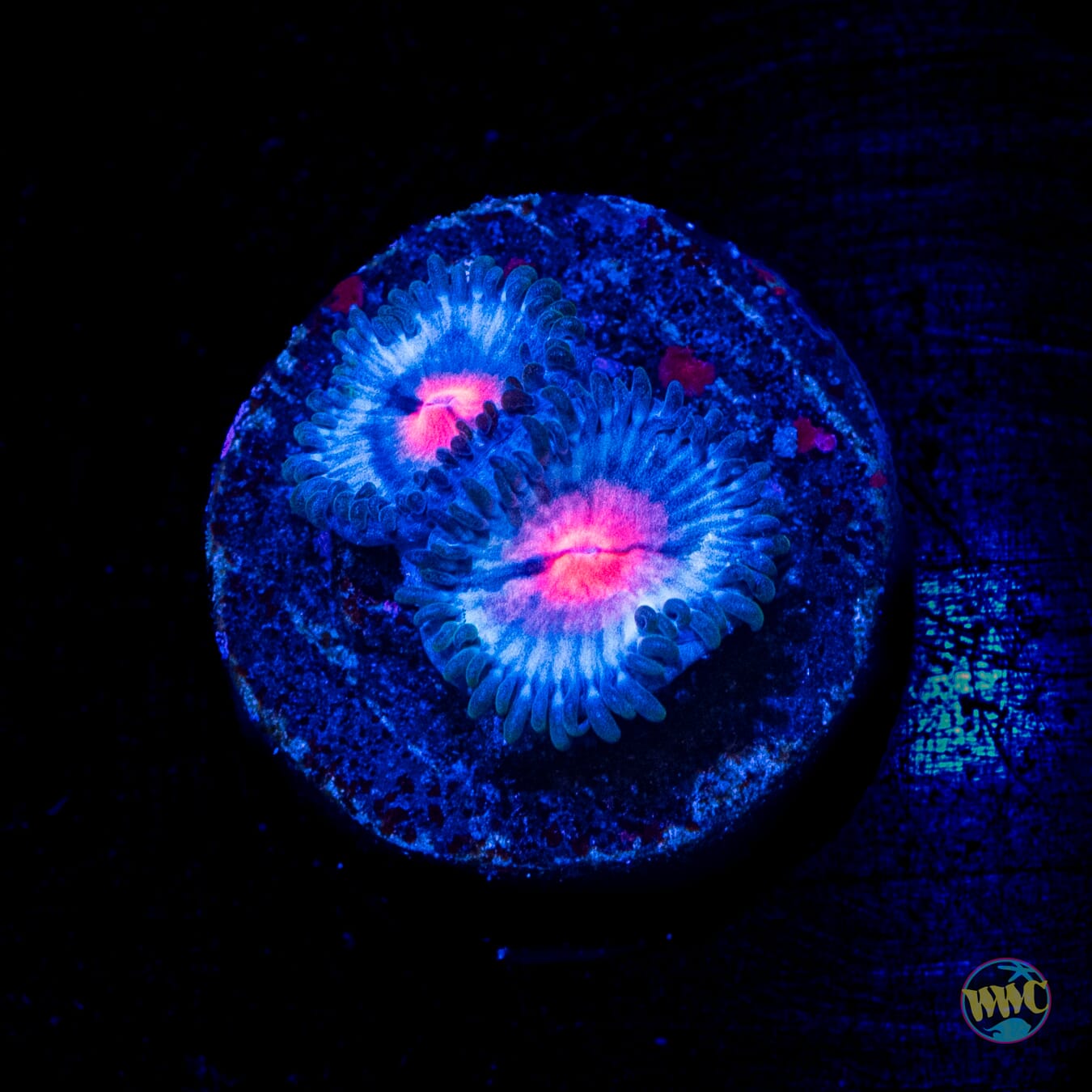 Miami Vice Zoanthids