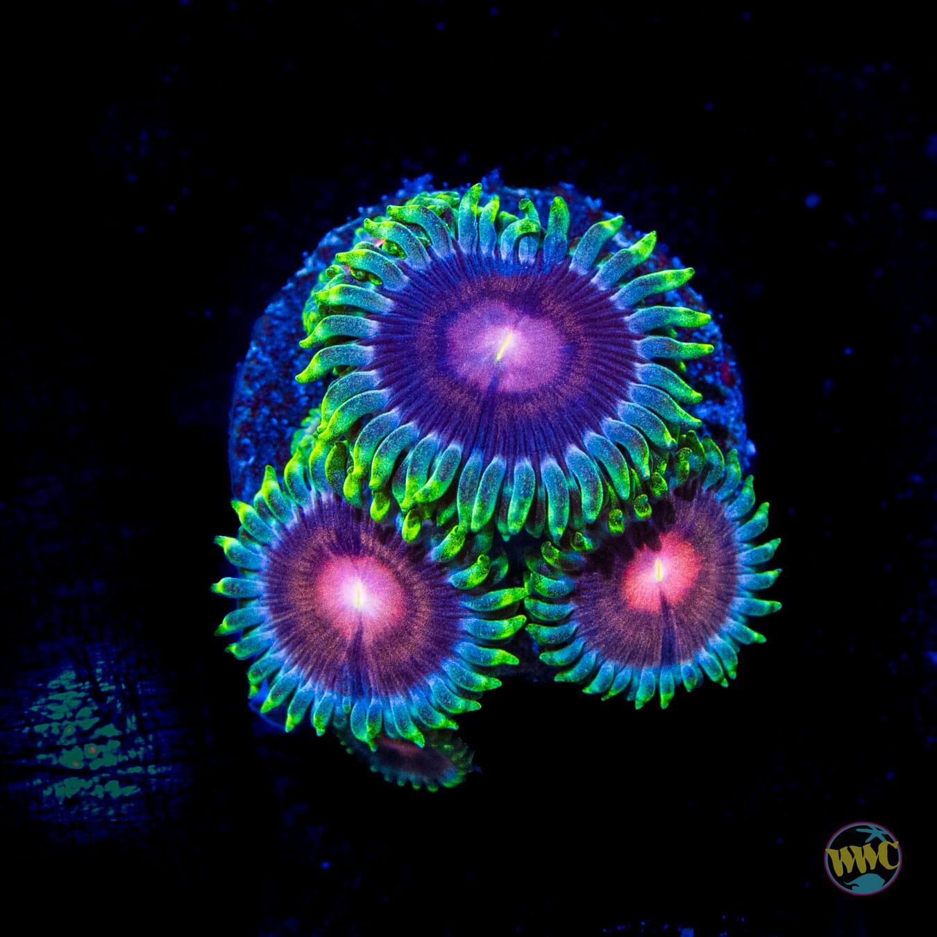 WWC Lucky Kentucky Zoanthids