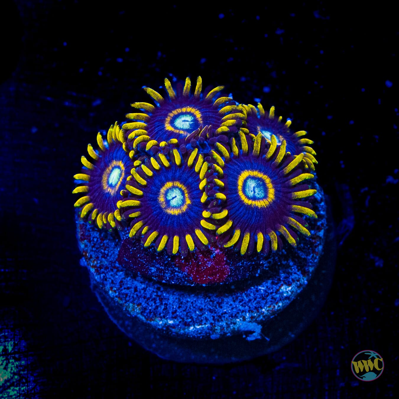 Blue Hornet Zoanthids