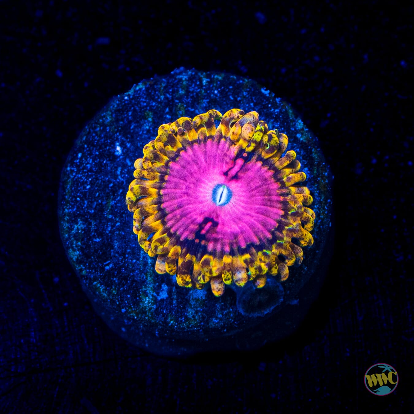 RR Pink Diamond Zoanthid