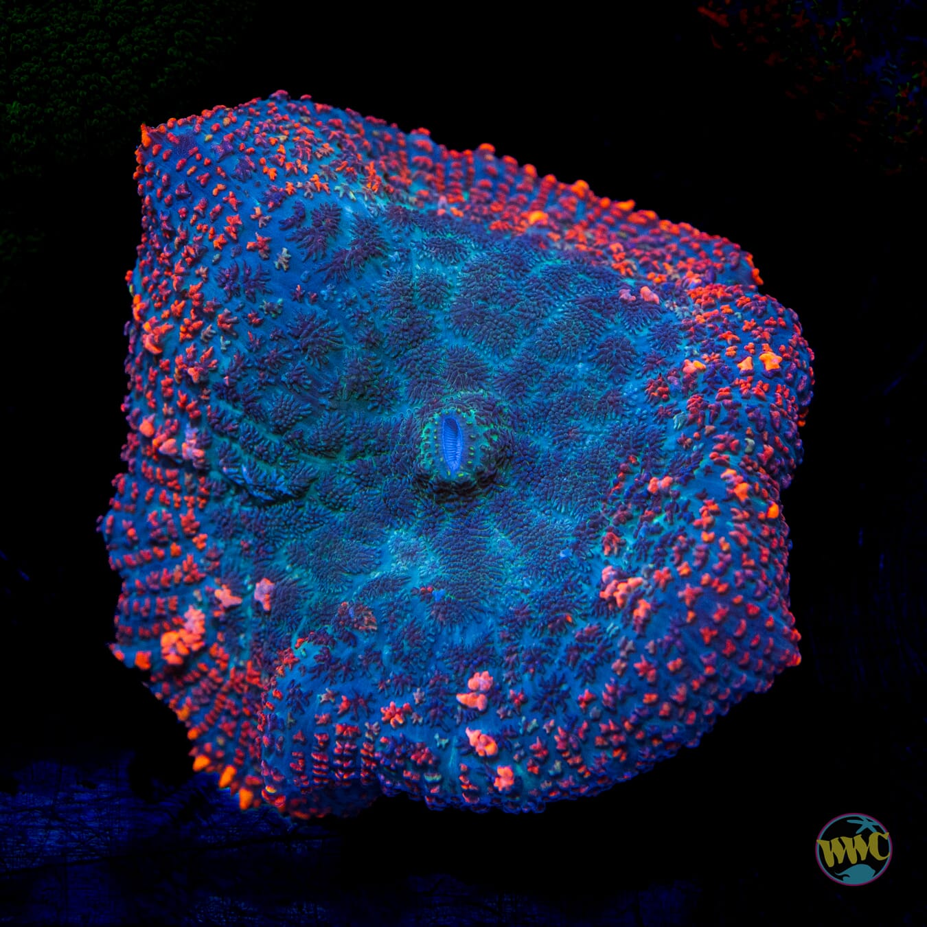 Ring of Fire Rhodactis Mushroom