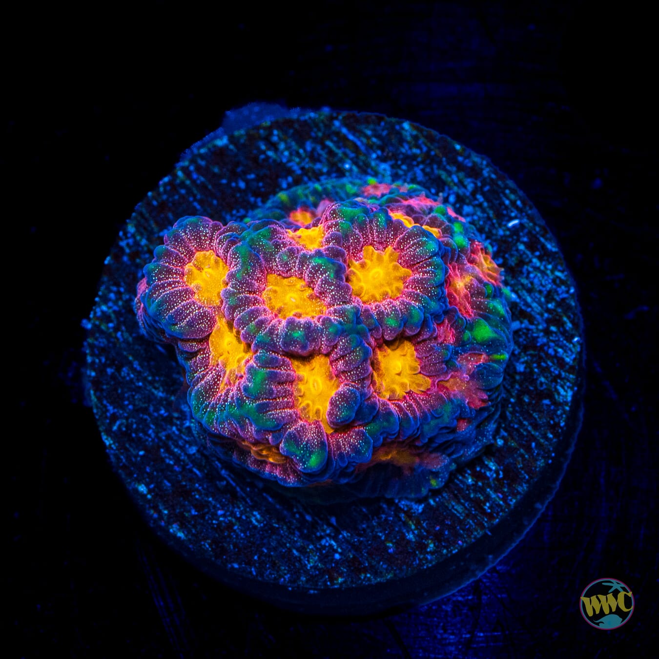 WWC Starlight Favites