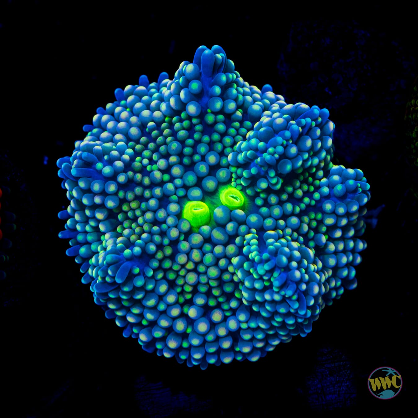 Sour Splash Ricordea Mushroom