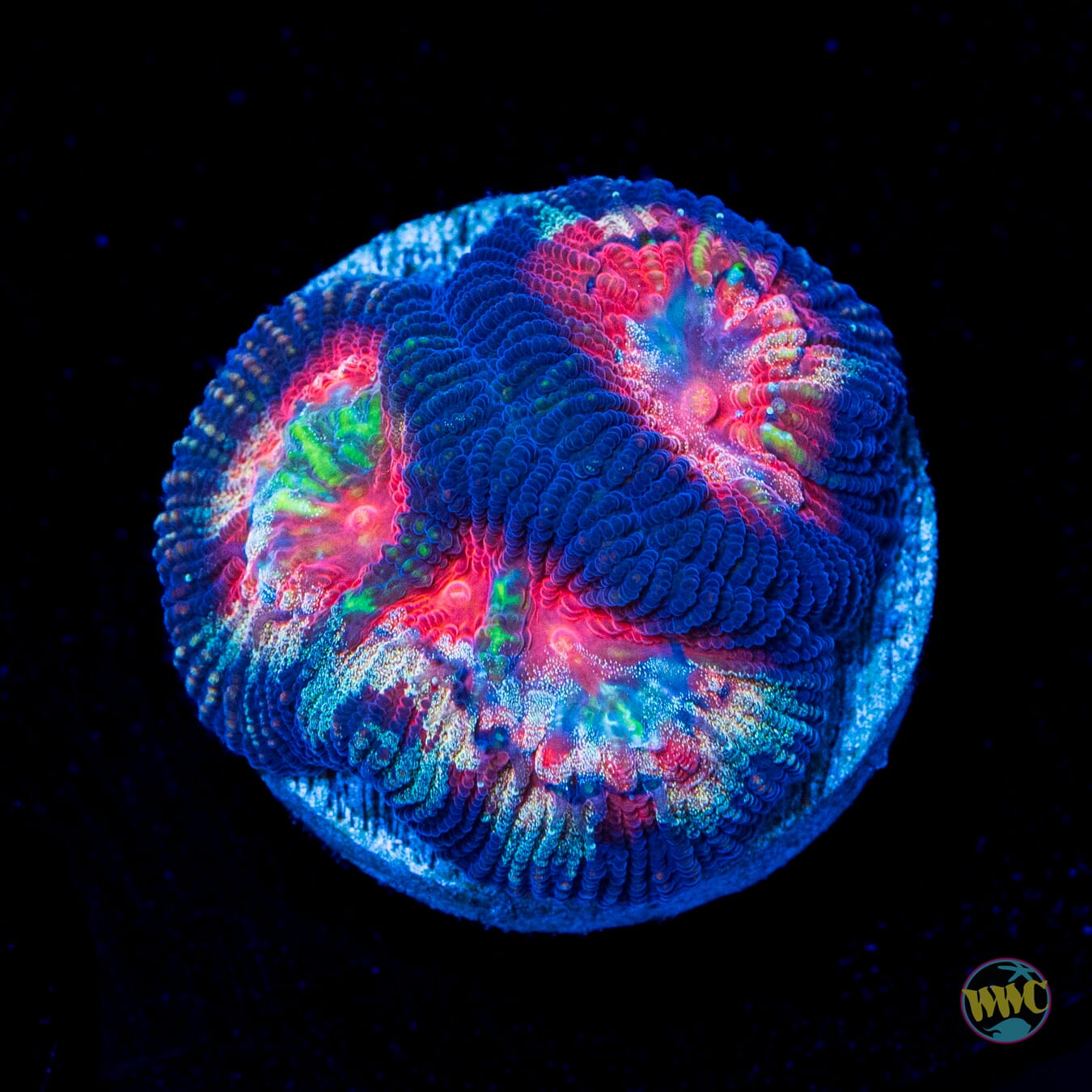 WWC Blood Rayne Favia