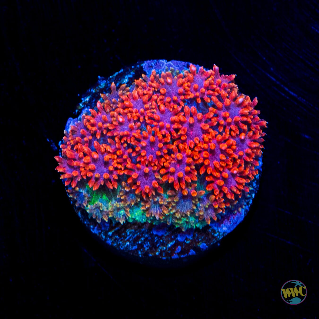WWC Fire Blast Micro Goniopora