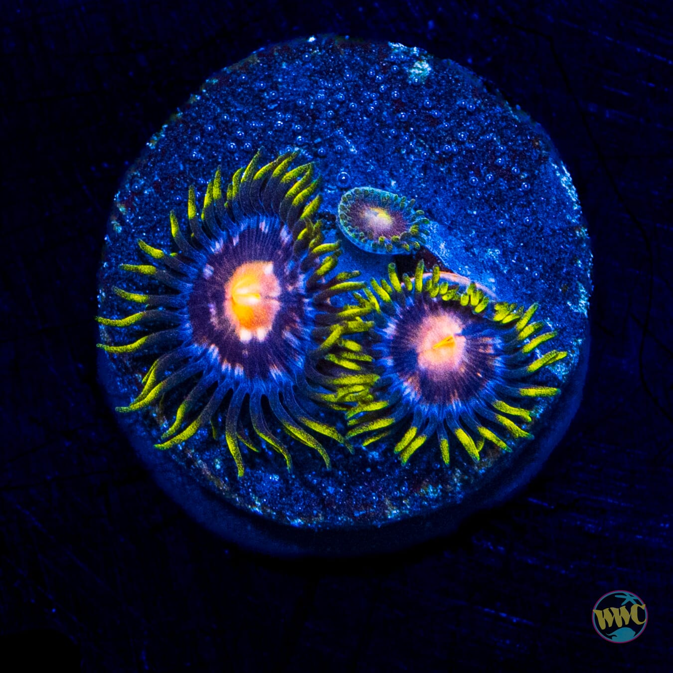 WWC Purple Pinwheel Zoanthids