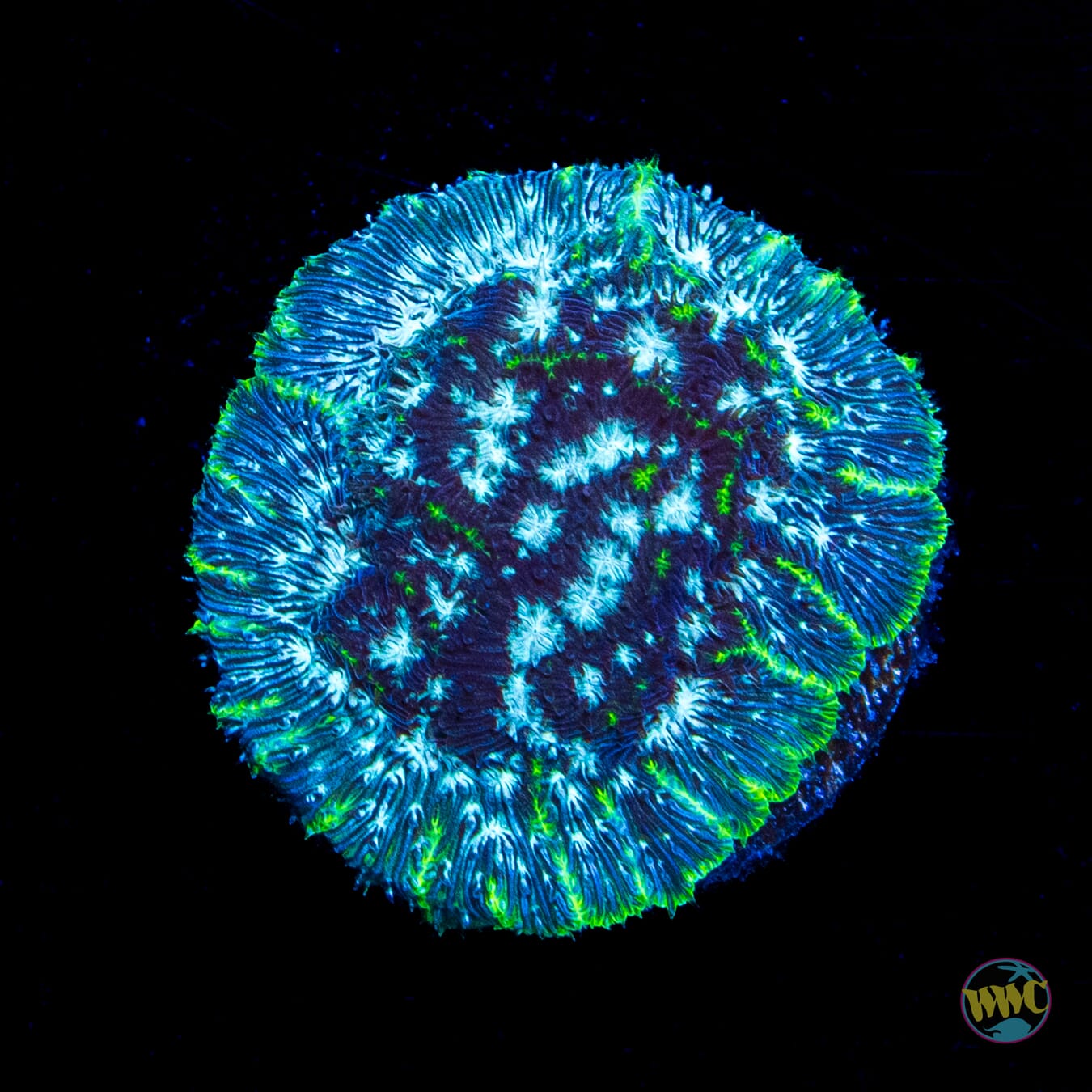WWC Frostbite Pavona