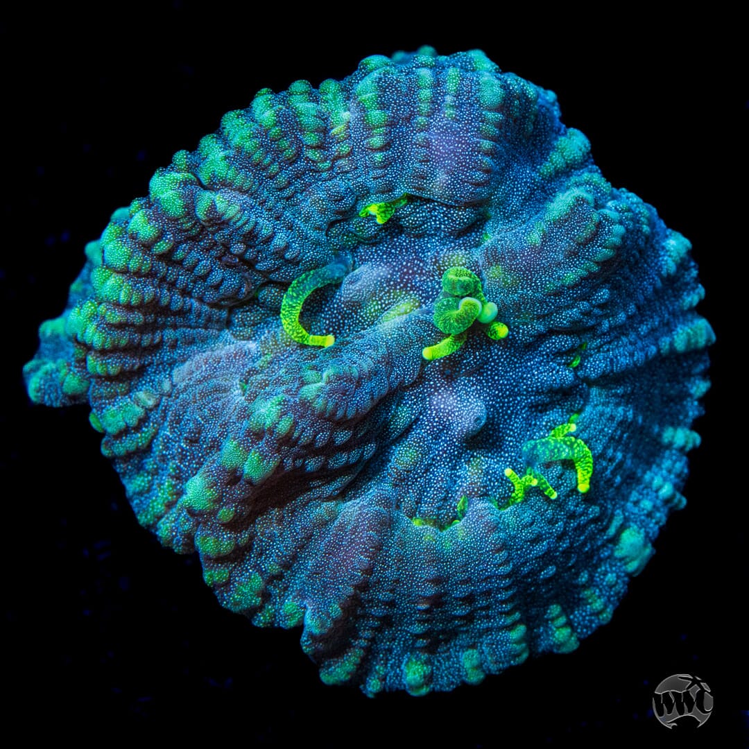 WWC Neon Polyp Oulophyllia - Daylight Photo