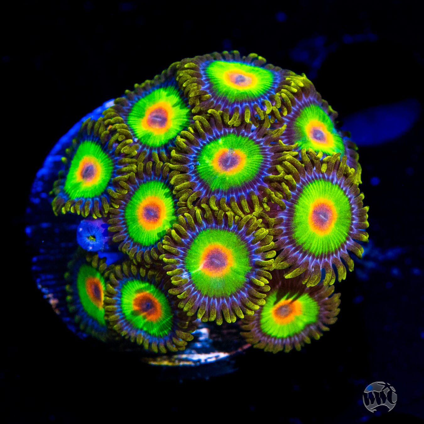 Rasta Zoanthids - Daylight Photo