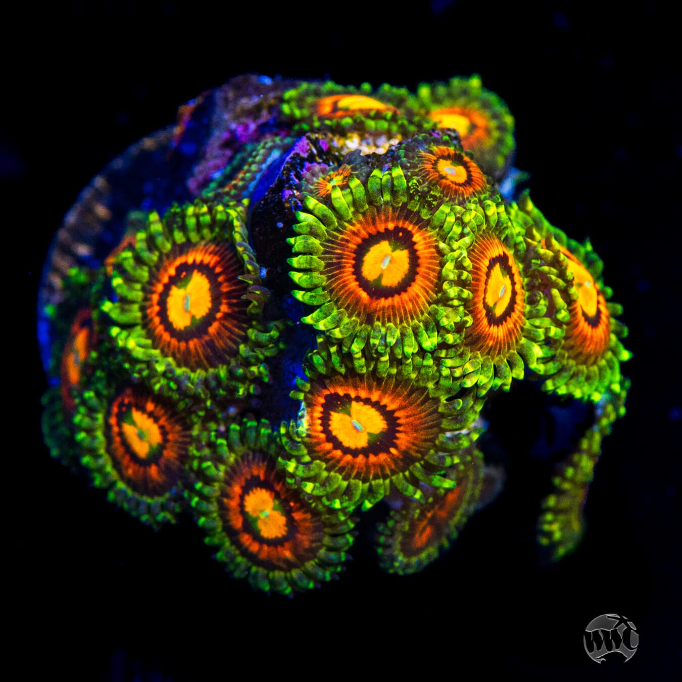 Rainbow Incinerator Zoanthids - Daylight Photo