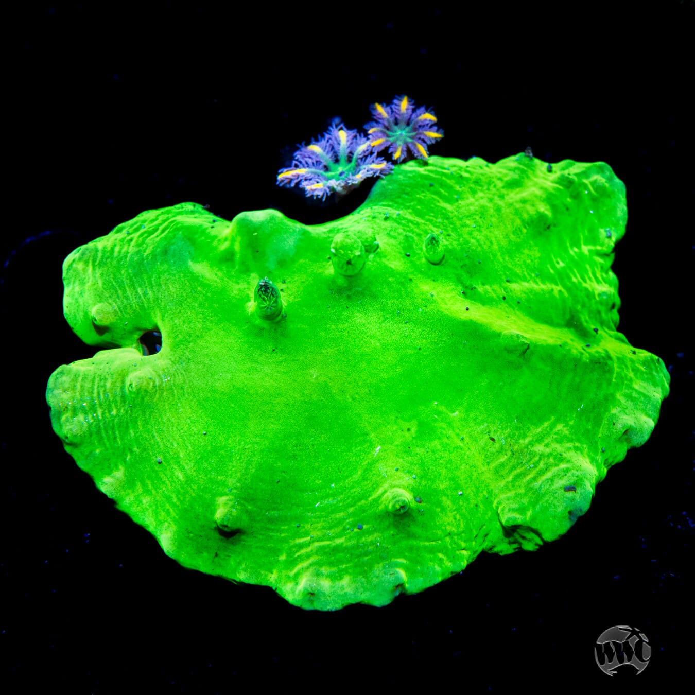 WWC Neon Cabbage Leather - Daylight Photo