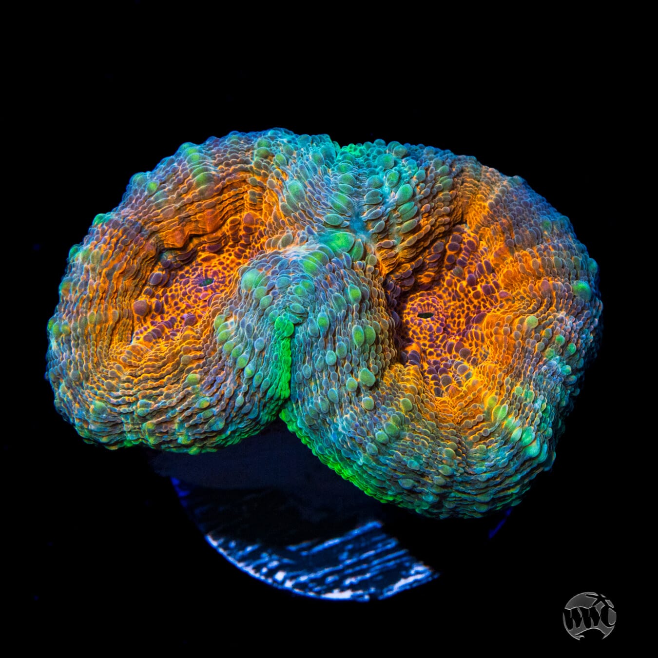 Orange Zest Lobophyllia - Daylight Photo