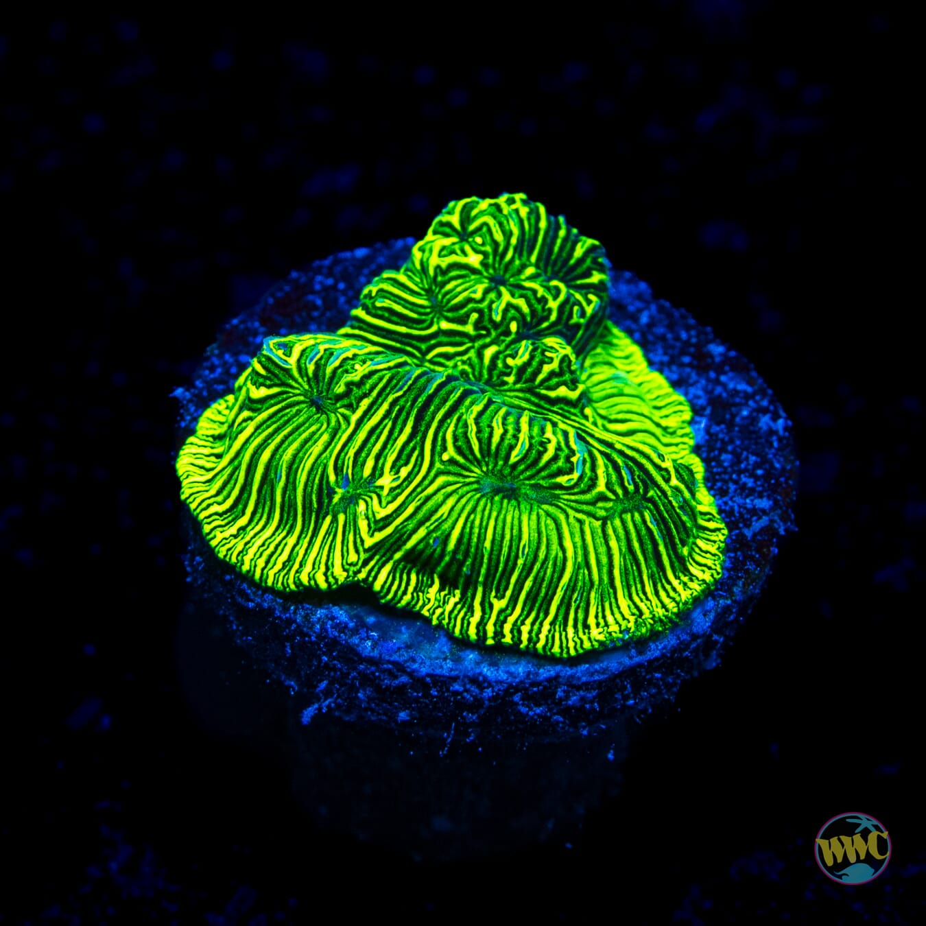 WWC Leprachaun Lithophyllon