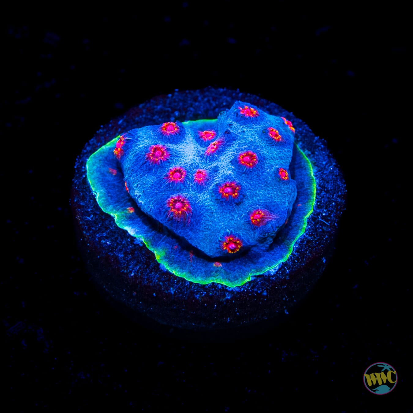 WWC Master Blaster Cyphastrea