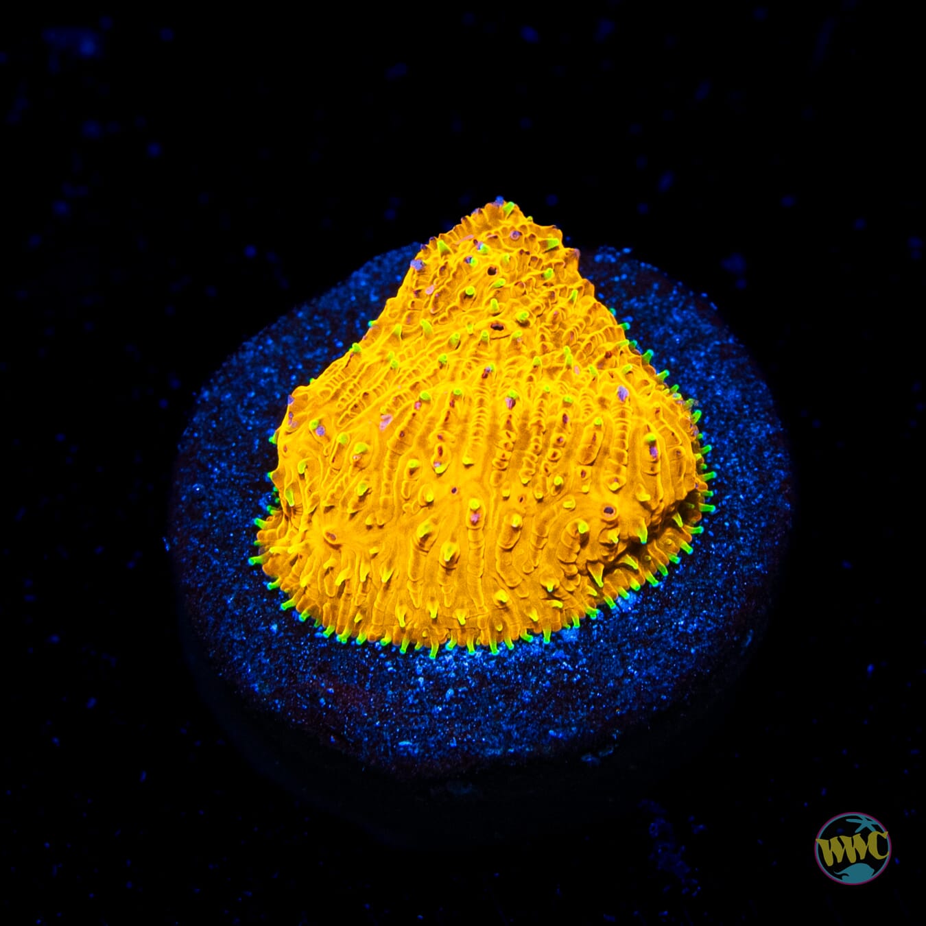 WWC Honeysickle Lithophyllon