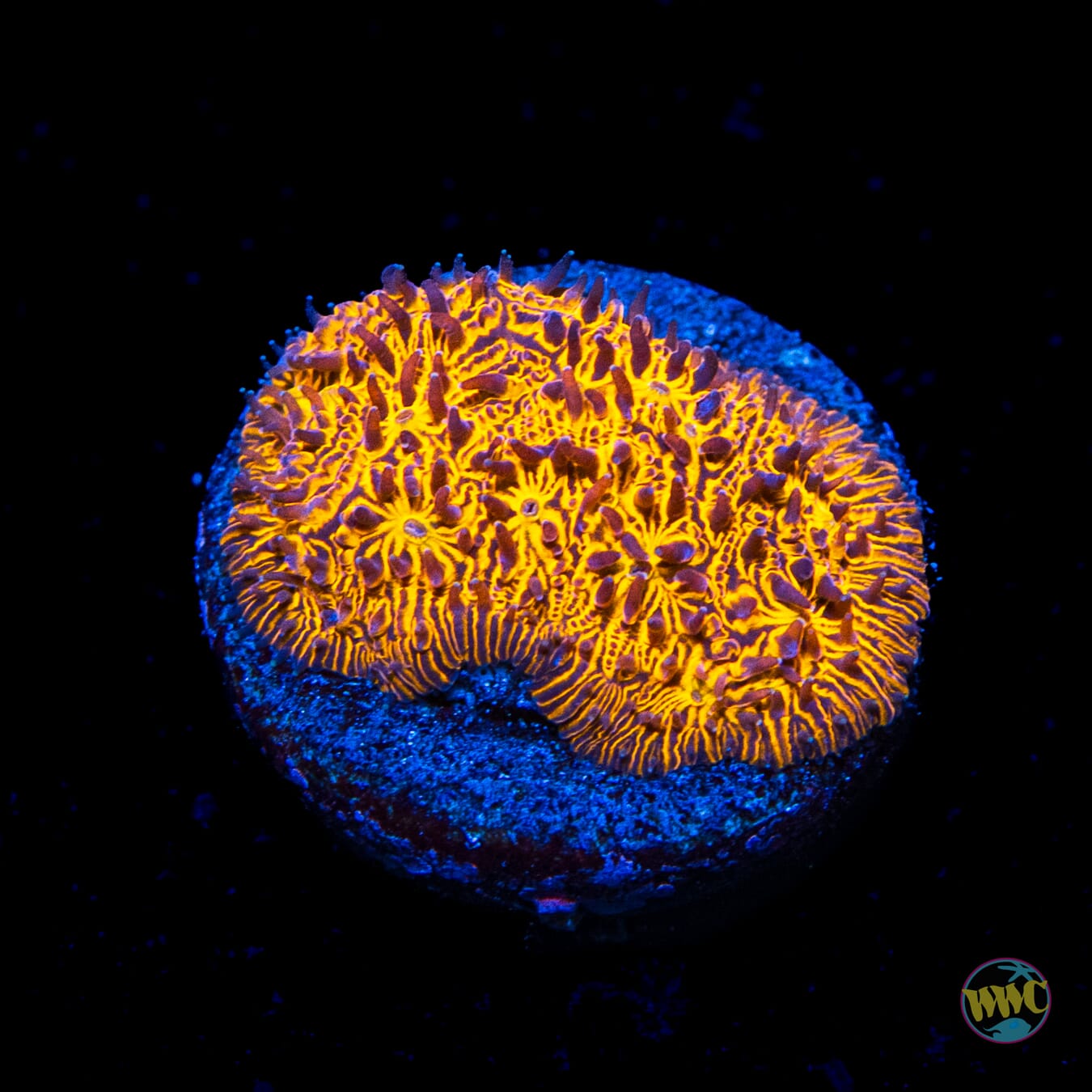 WWC 24K Lithophyllon