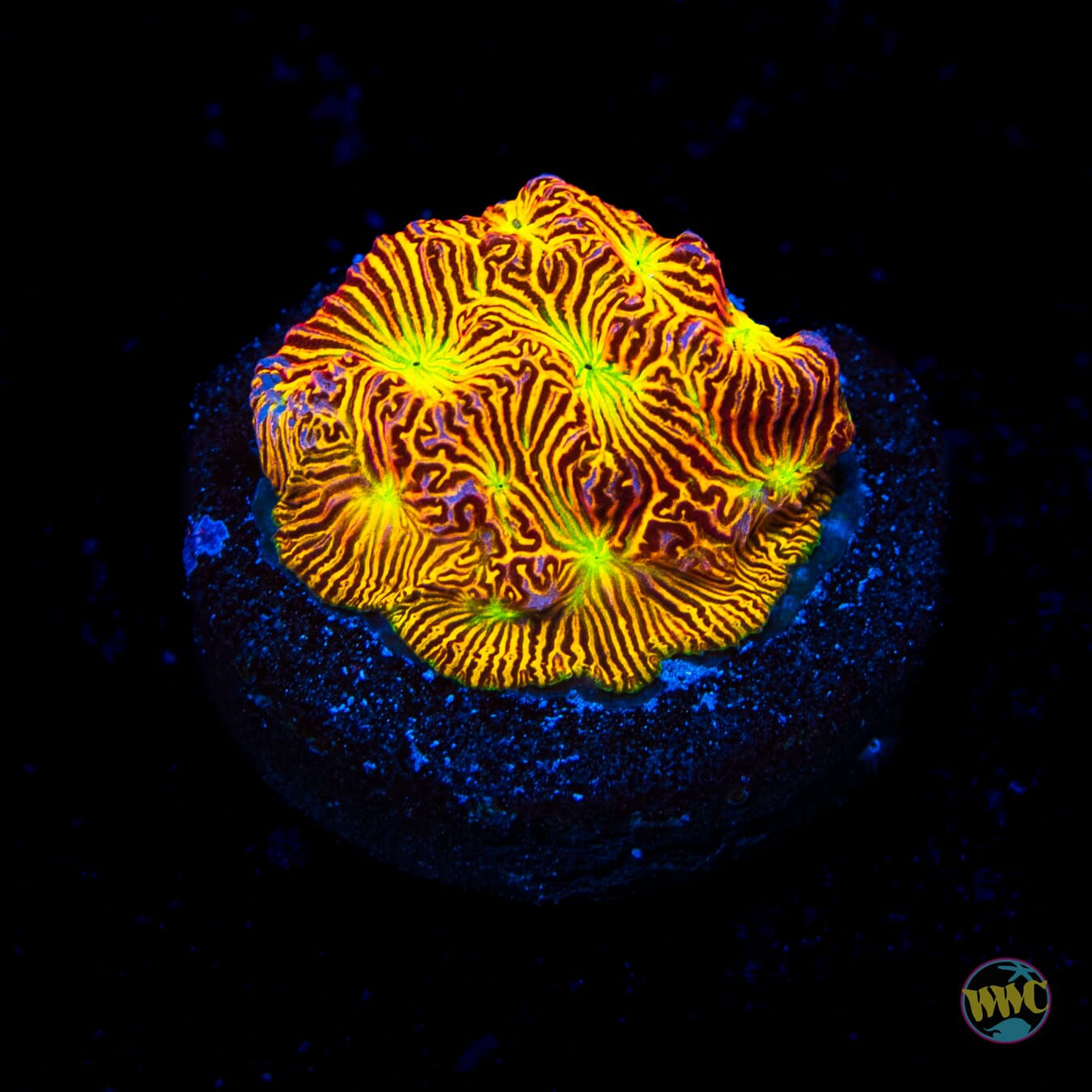 Jason Fox Jack-O-Lantern Leptoseris