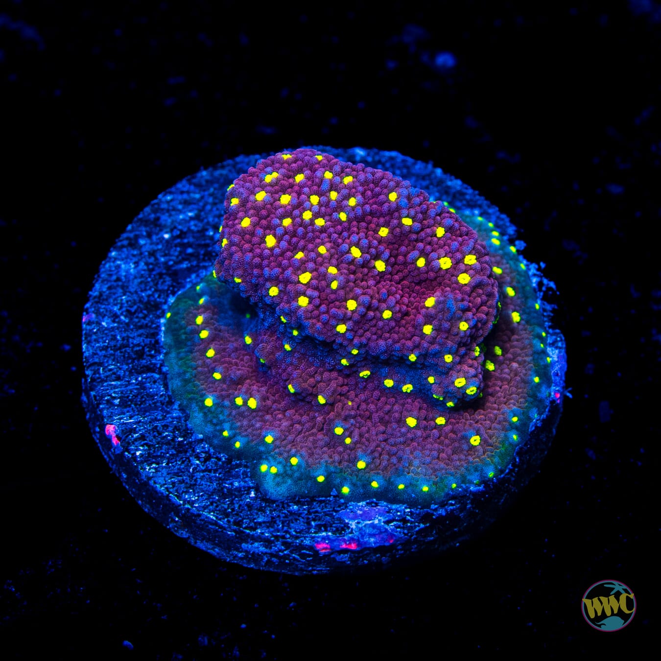 CC Habanero Montipora