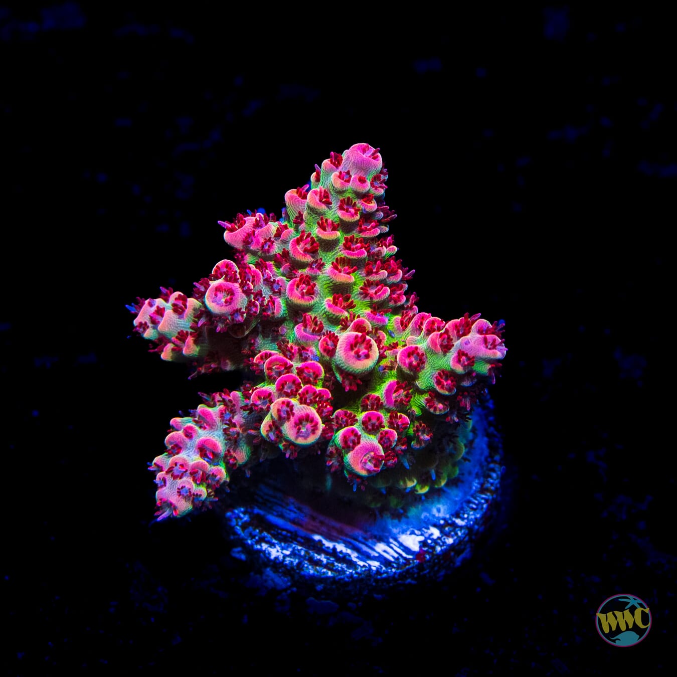 WWC 500 Degree Acropora