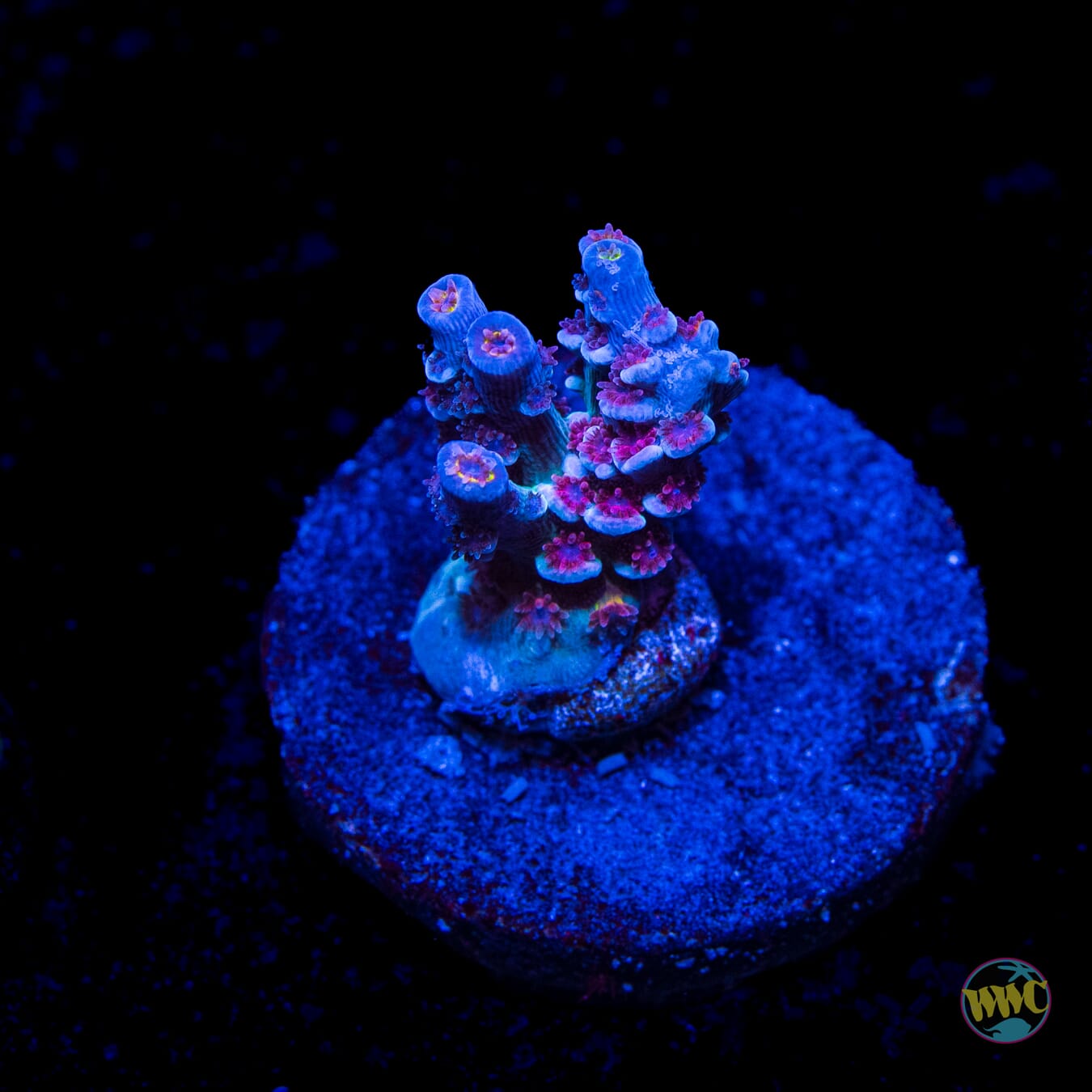 WWC Hair of the Dog Tenuis Acropora