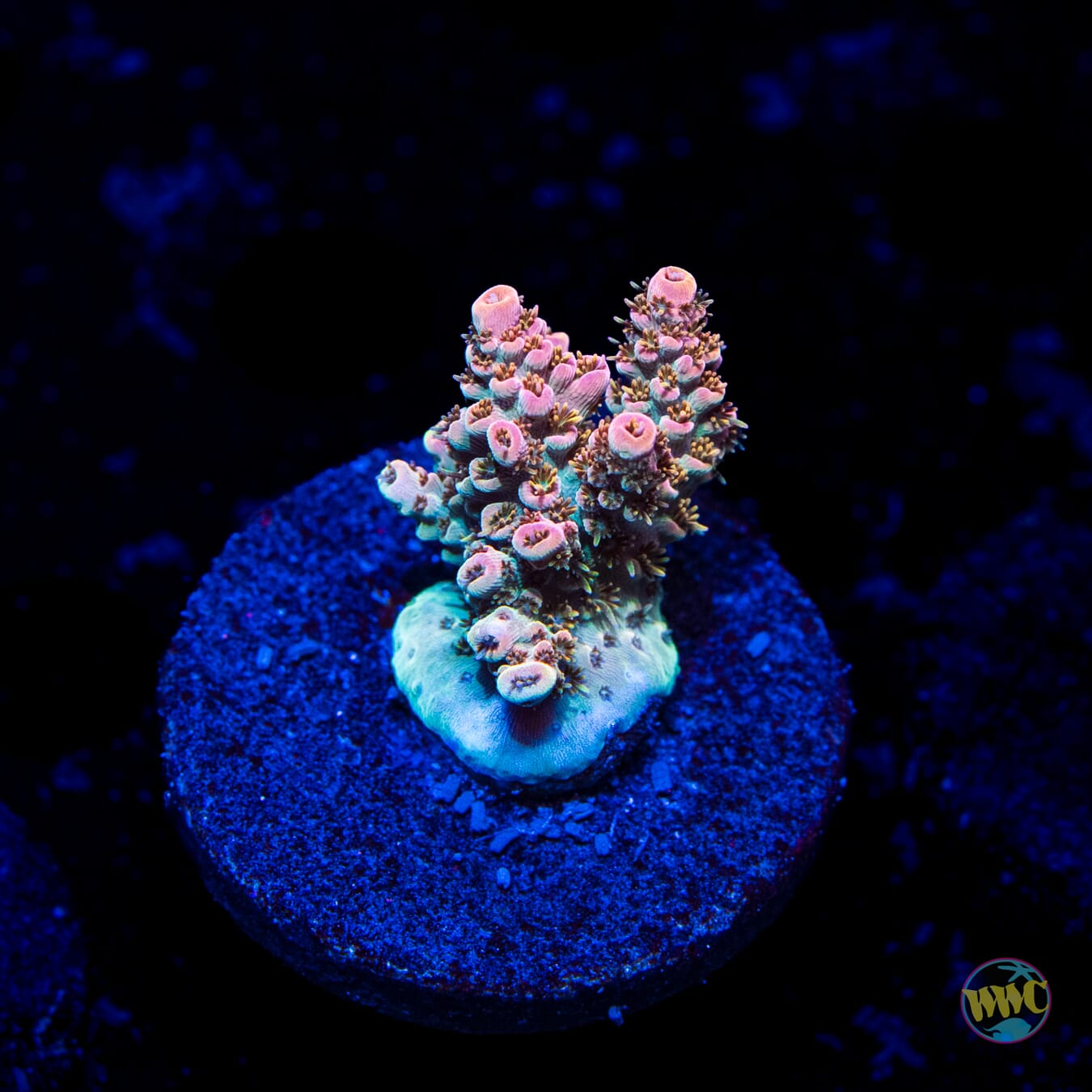WWC Hollywood Dreams Acropora