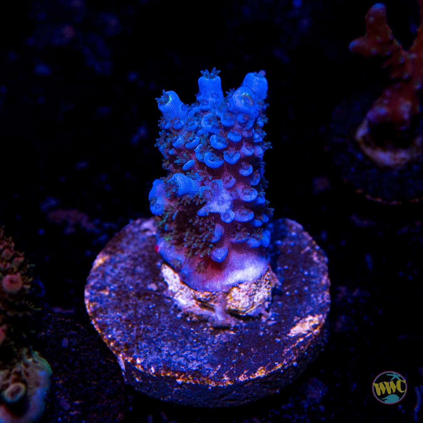 WWC Cobalt Tenuis Acropora