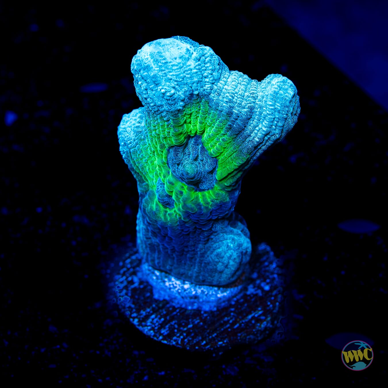 WWC Blue Monster Pectinia