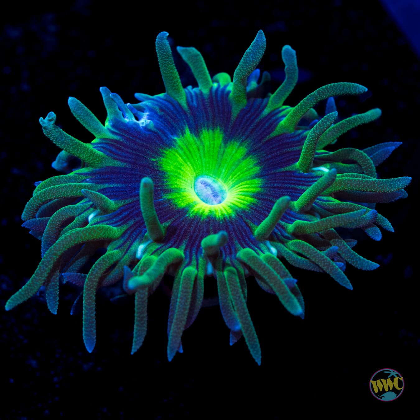WWC Dream Catcher Duncan