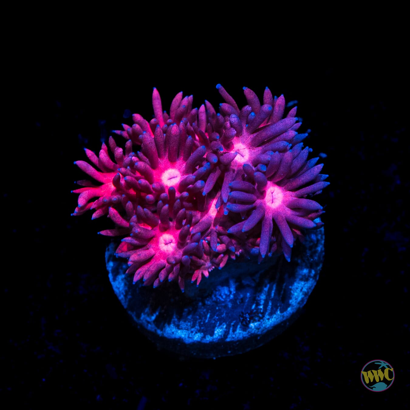Rockin Raspberry Goniopora