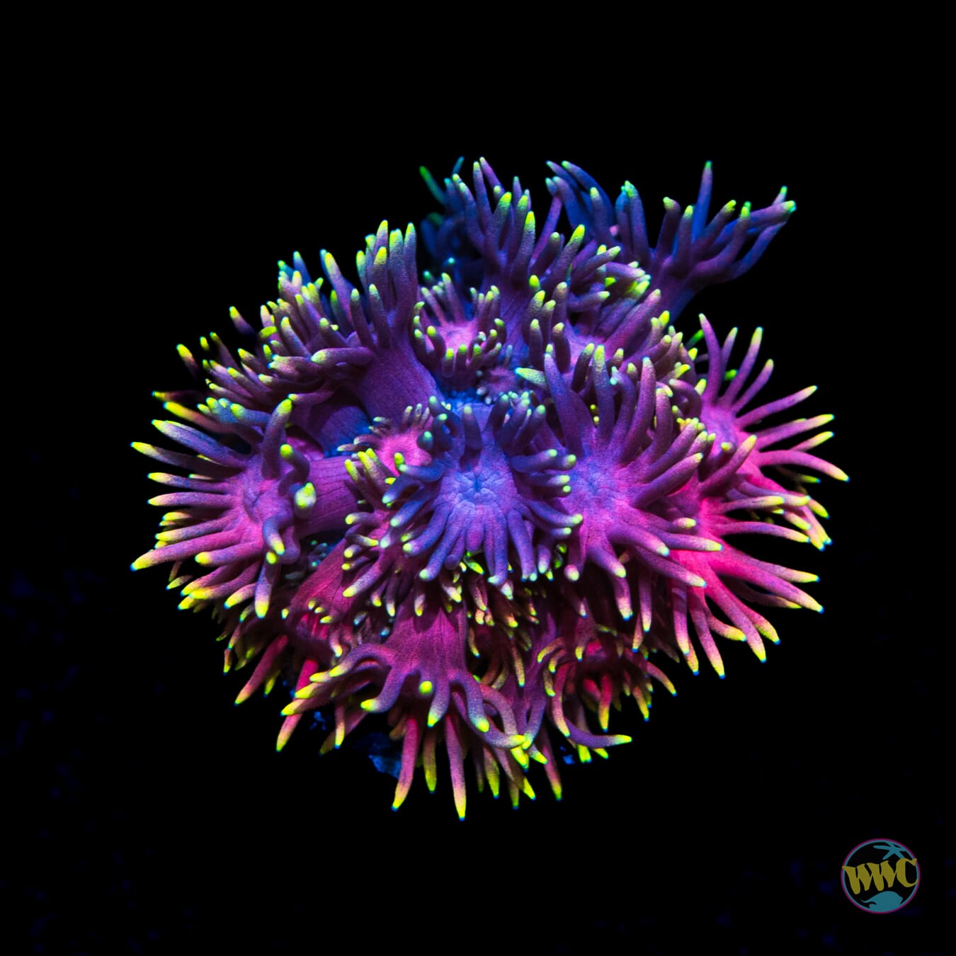 Catch the Rainbow Goniopora