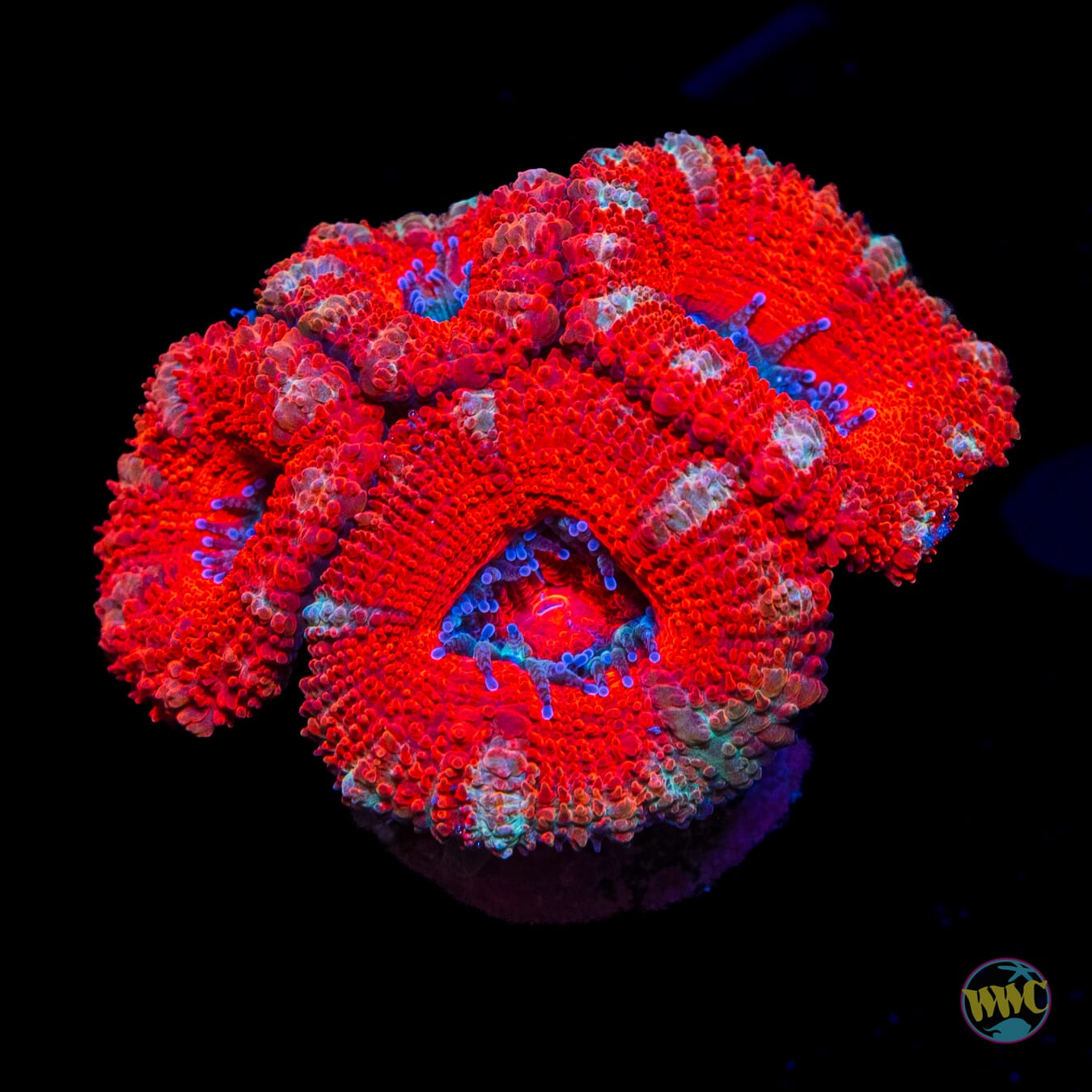 Cherry Bomb Aussie Lord