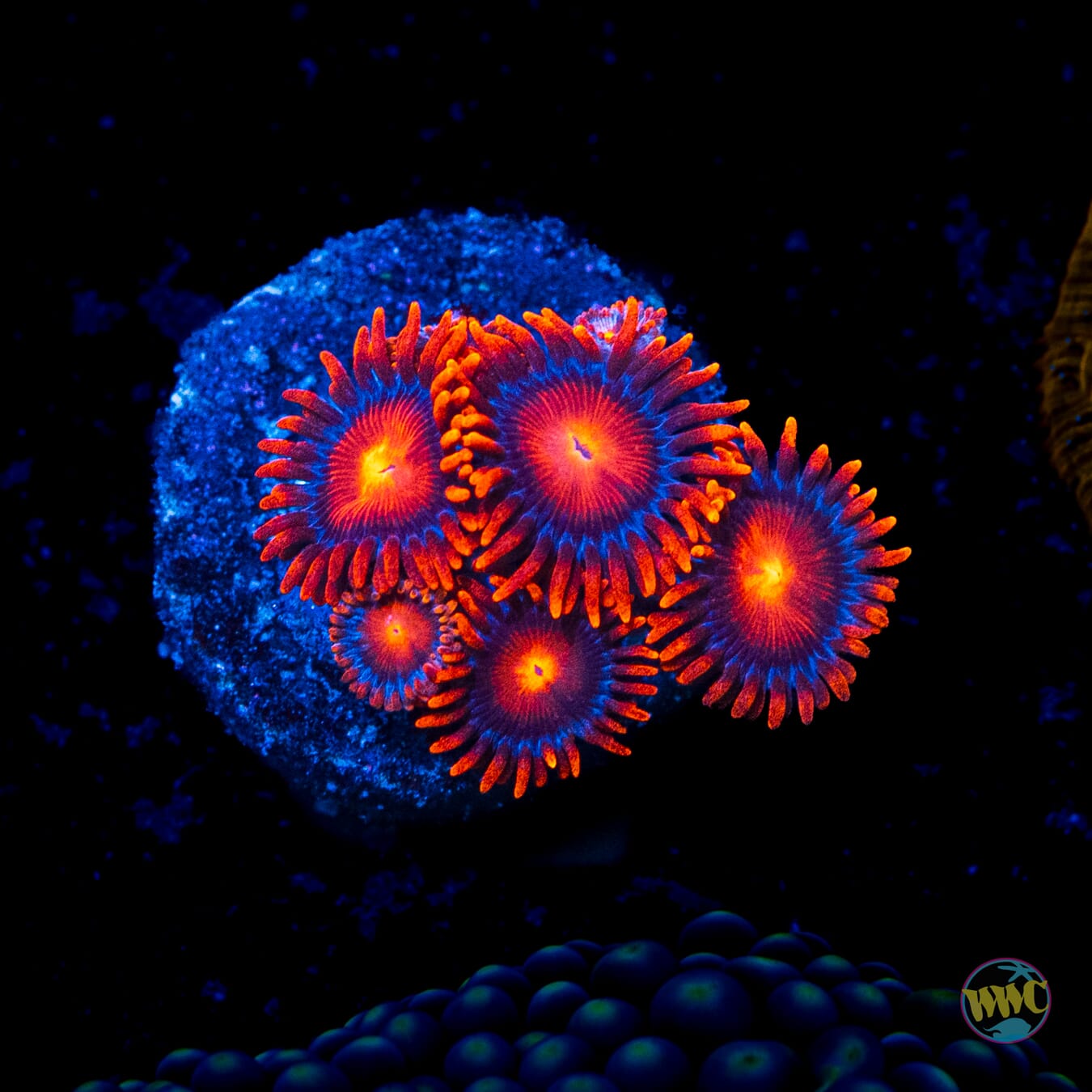 Bam Bamz Zoanthids