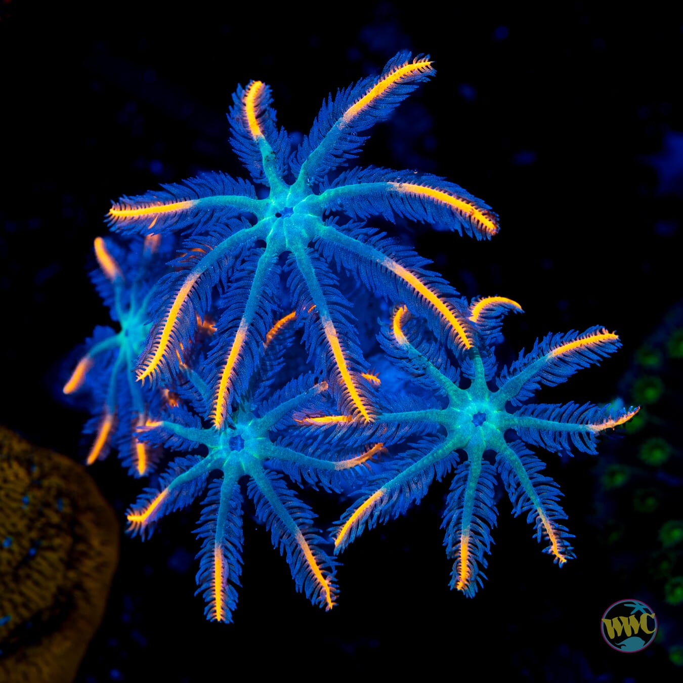 WWC Fireworks Clove Polyps