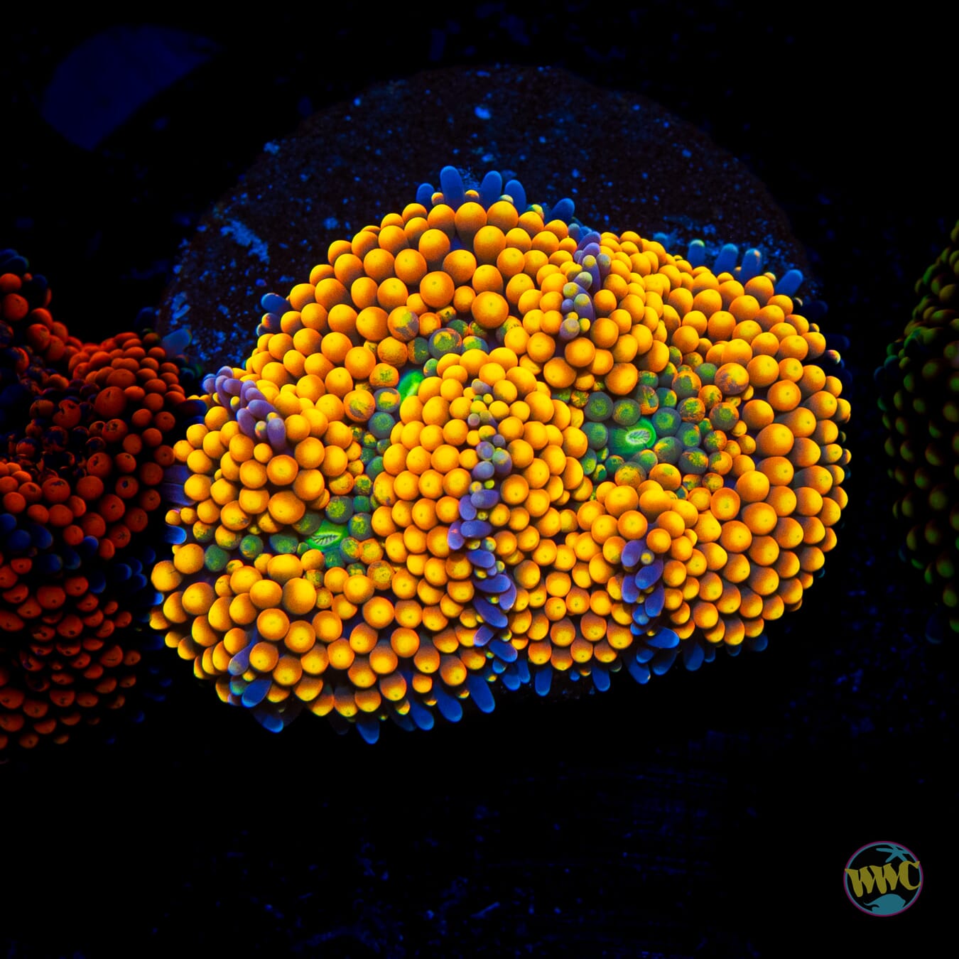 Citrus Explosion Ricordea Mushroom