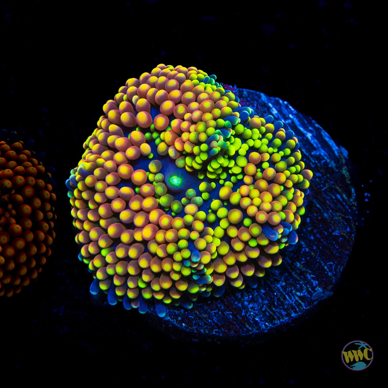 Lemons and Oranges Ricordea Mushroom