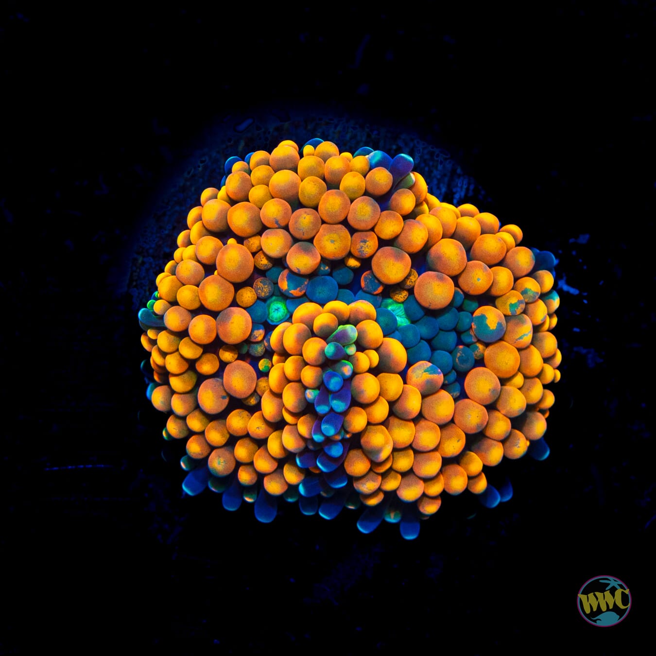 Teal and Oranges Ricordea Mushroom