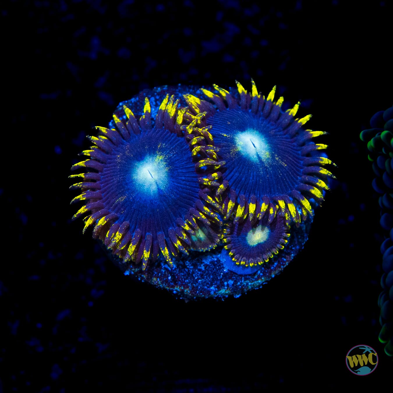 WWC Hail Lander Zoanthids