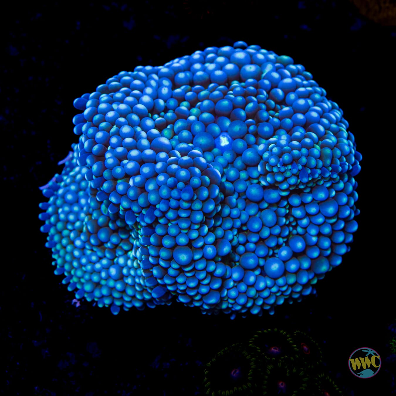 Chilly Willy Ricordea Mushroom
