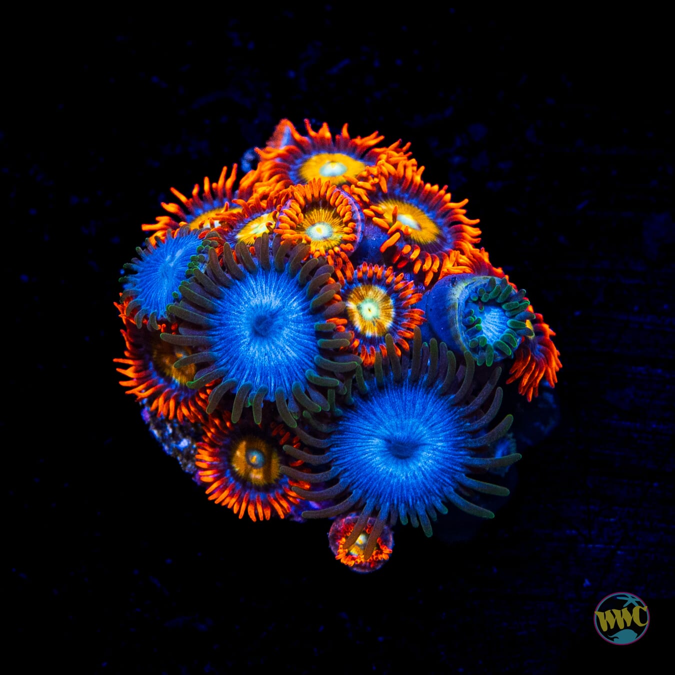 WWC Blondies and Lich King Combo Zoanthids