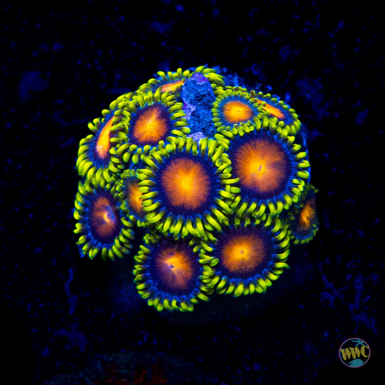 Yellow Brick Road Zoanthids