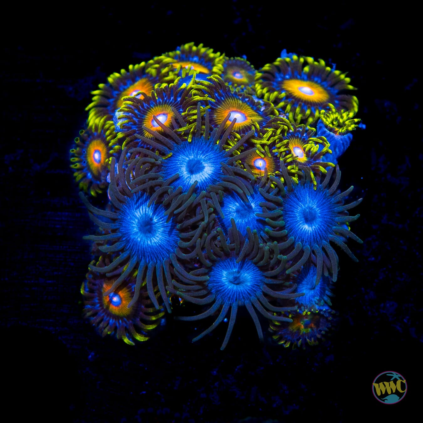WWC Lich King and Super Saiyan Combo Zoanthids