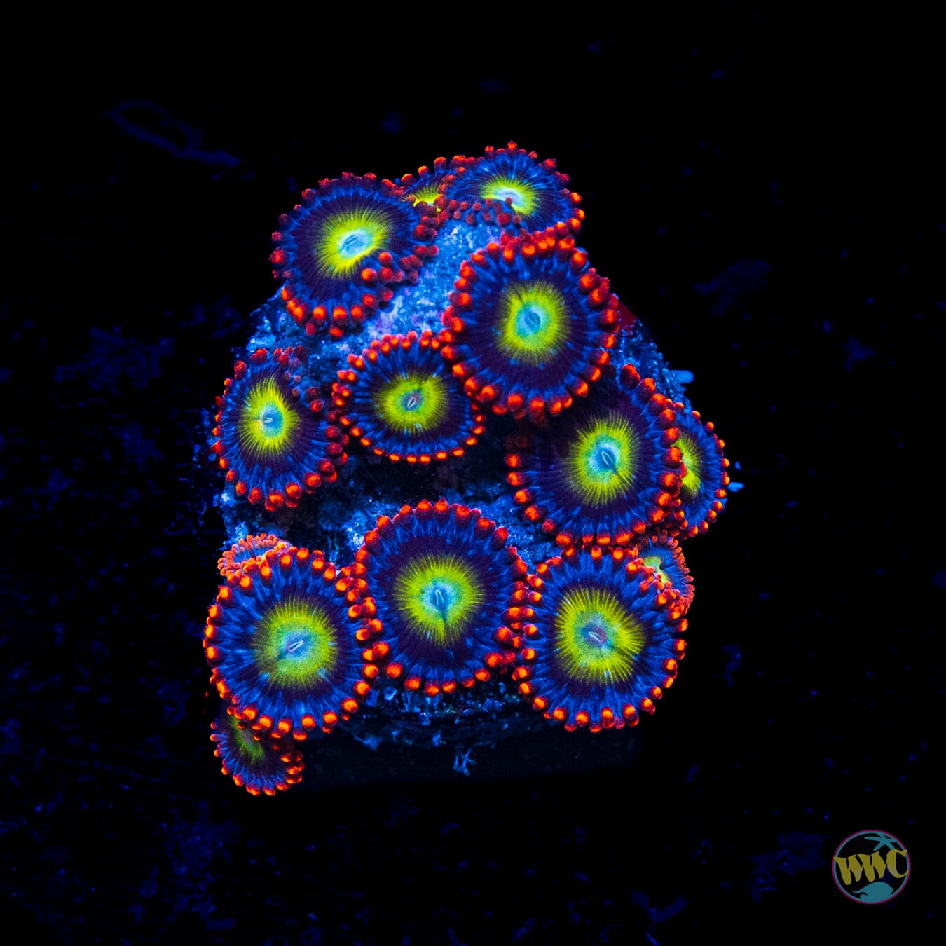 Monster Mash Zoanthids