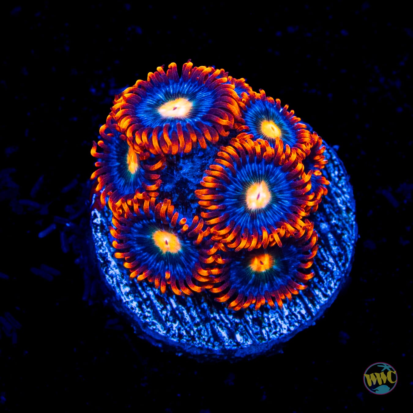 WWC Mandarin Monster Zoanthids