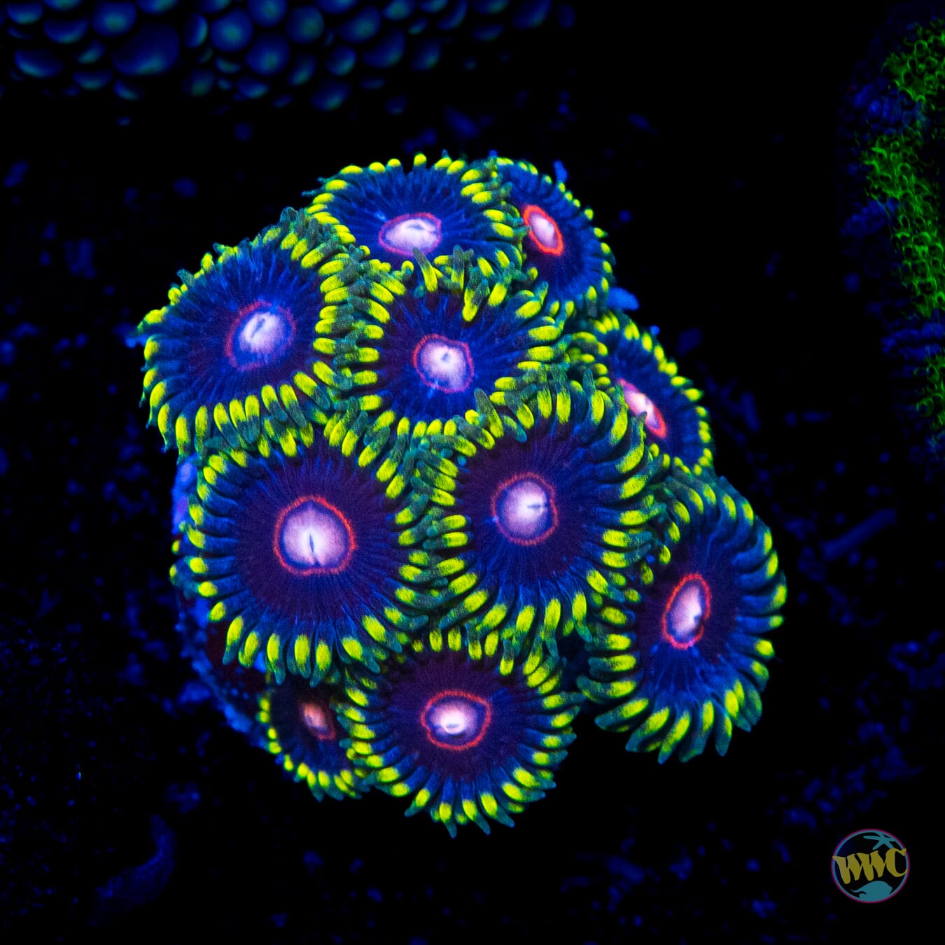 WWC Evil Heart Zoanthids